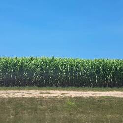 Hitting the road to Airlie . . . looks like Iowa; but instead of corn, it's sugarcane