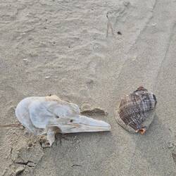 Das war wohl mal ein Vogel?