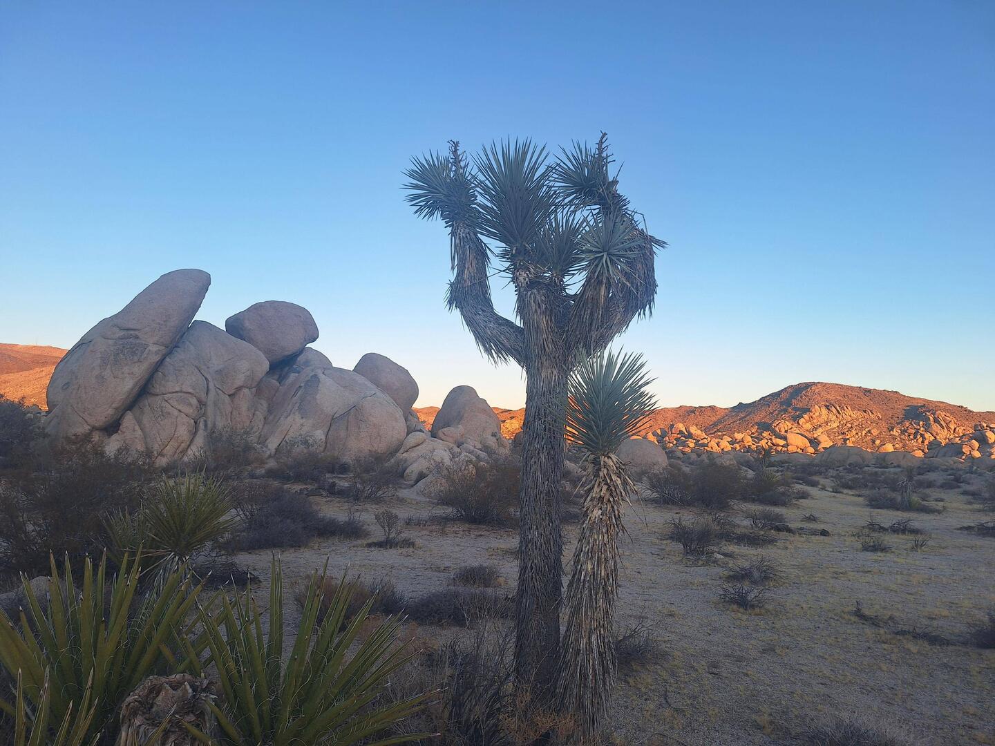 Joshua Tree Nationalpark