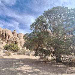 Eine Eiche in der Wüste