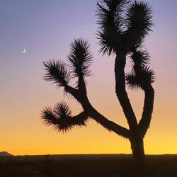 Mond - Venus - Joshua Trees