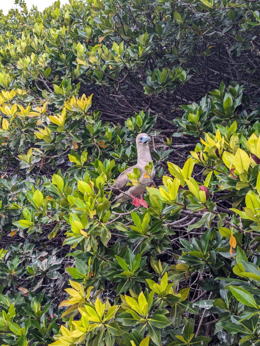 Red footed booby