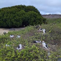 Many frigate chicks!