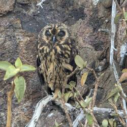 Galapagos Owl