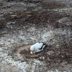 Nazca booby caring for its eggs