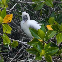 Baby booby