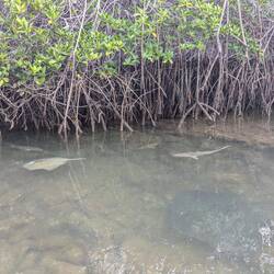 Animal highway in Black Turtle Cove