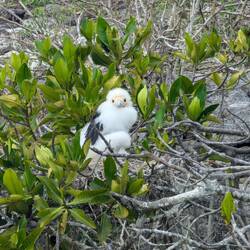 Baby frigate bird