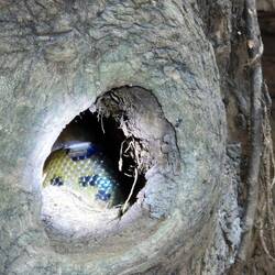 So oder so ähnlich waren die Anakondas versteckt