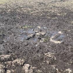 Genau hinschauen, die drei zum Tode geweihten Alligatoren