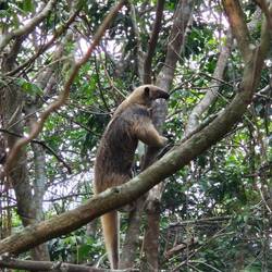 Nasenbär auf Nahrungssuche