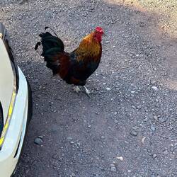 Besuch auf dem Parkplatz