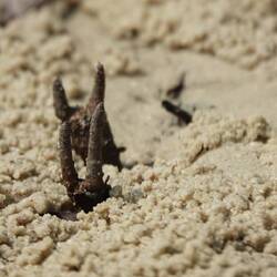 Mangroven in Tin Can Bay