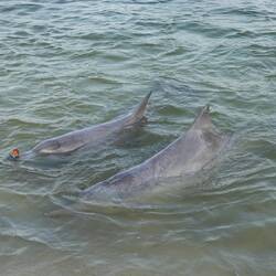 Das ist ein bisschen wie Eierlaufen