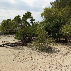 Mangroven in Tin Can Bay