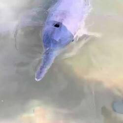 Ich füttere Joe. 120 Zähne hat ein Delfin. Man kann sie fast zählen.