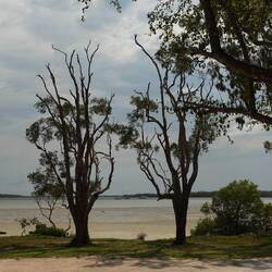 Mangroven in Tin Can Bay