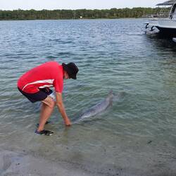 Beim Füttern muss der Fisch am Schwanz gepackt und unter Wasser gereicht werden.