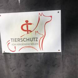 Follow- animalwelfarekohchang