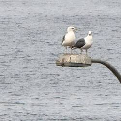 Abschiedskommando