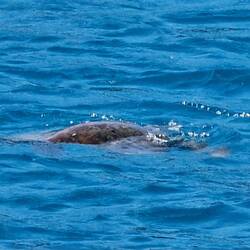 Schildkröte im Meer