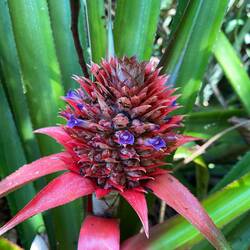 Ananas in der frühen Entwicklungsphase