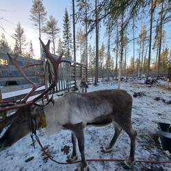 Der Kollege hat noch ganz schön viel Bast am Geweih