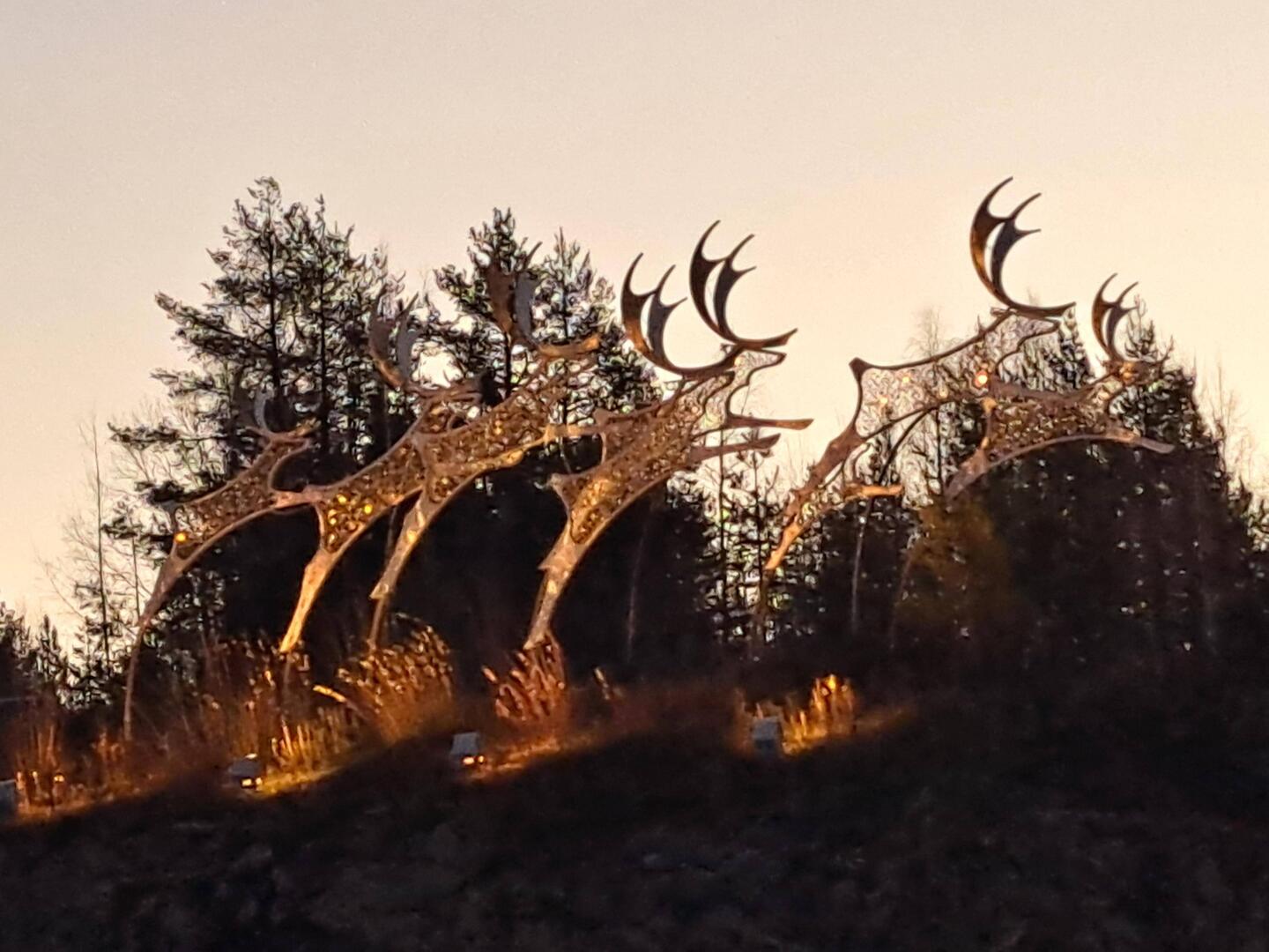 Die ersten Rentiere schon am Flughafen...