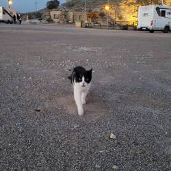 Ich muss jetzt Katzenfutter kaufen.