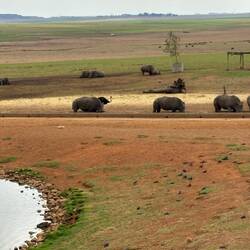 erste Tiere beim Stop