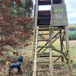 Neue Dienst-Pferde der Landesforst