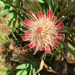Protea Caffra Blüte