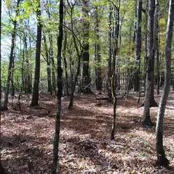 Mama & 2 Baby Raccoons 🥹 If you listen closely you hear me cheering the "weaker" baby on 🥲