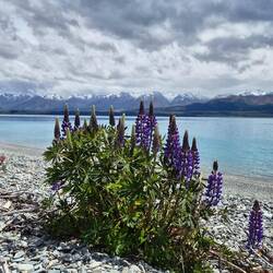 Die Lupinen blühen schon 😍
