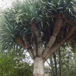 Ein Drachenbaum in einem der Gärten