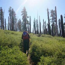 Hier oben haben wir keine Menschenseele mehr angetroffen und die Wege werden immer zugewachsener.