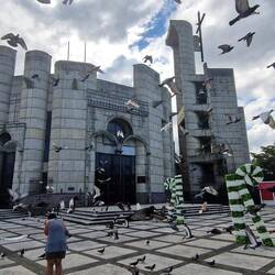 Verena flüchtet vor den Tauben