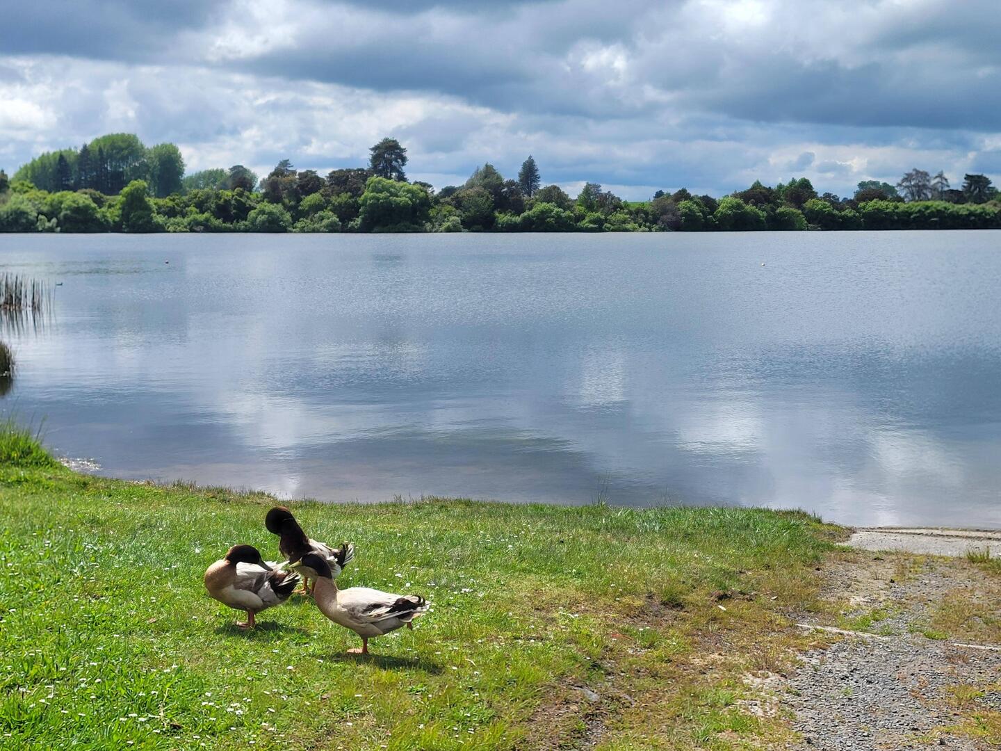 Lake Okaro und seine Entengang