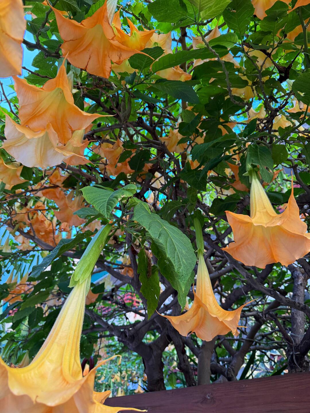 Blumenpracht im November