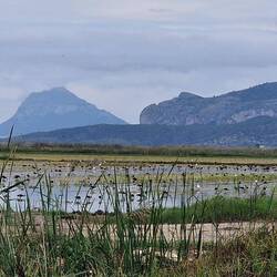 Zahlreiche Wasservögel, ...