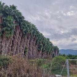 Ein riesiger Palmenwald. Sehr beeindruckend!