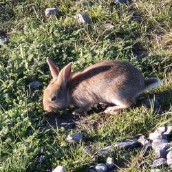 Die hoppeln hier einem fast über die Füße 😅