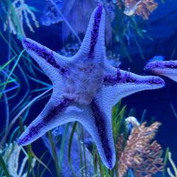 Living with seas in Epcot