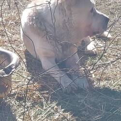 Ein weiterer Riese. Er hat nur noch ein Auge. Wir treffen ihn beim Wassertanken.