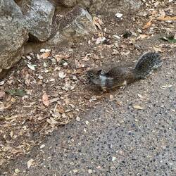 Eine etwas andere Tierwelt als in Nz