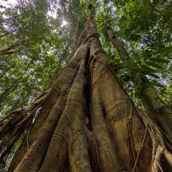 Im Springbrook Nationalpark