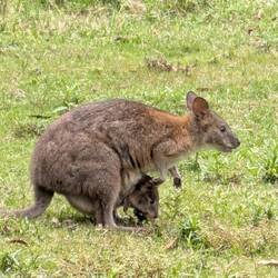 Wallaby mit Anhang