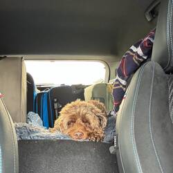 After lunch nap in the car while driving to Nantes