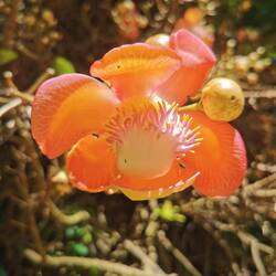 Blüte des Kanonenkugel-Baums