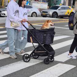 Shiba und Partnerlook